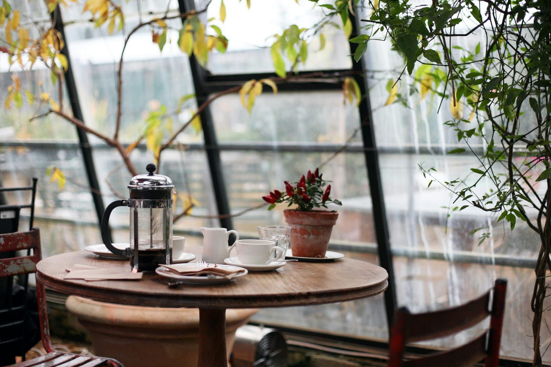 French press on a table in a plant-filled glasshouse