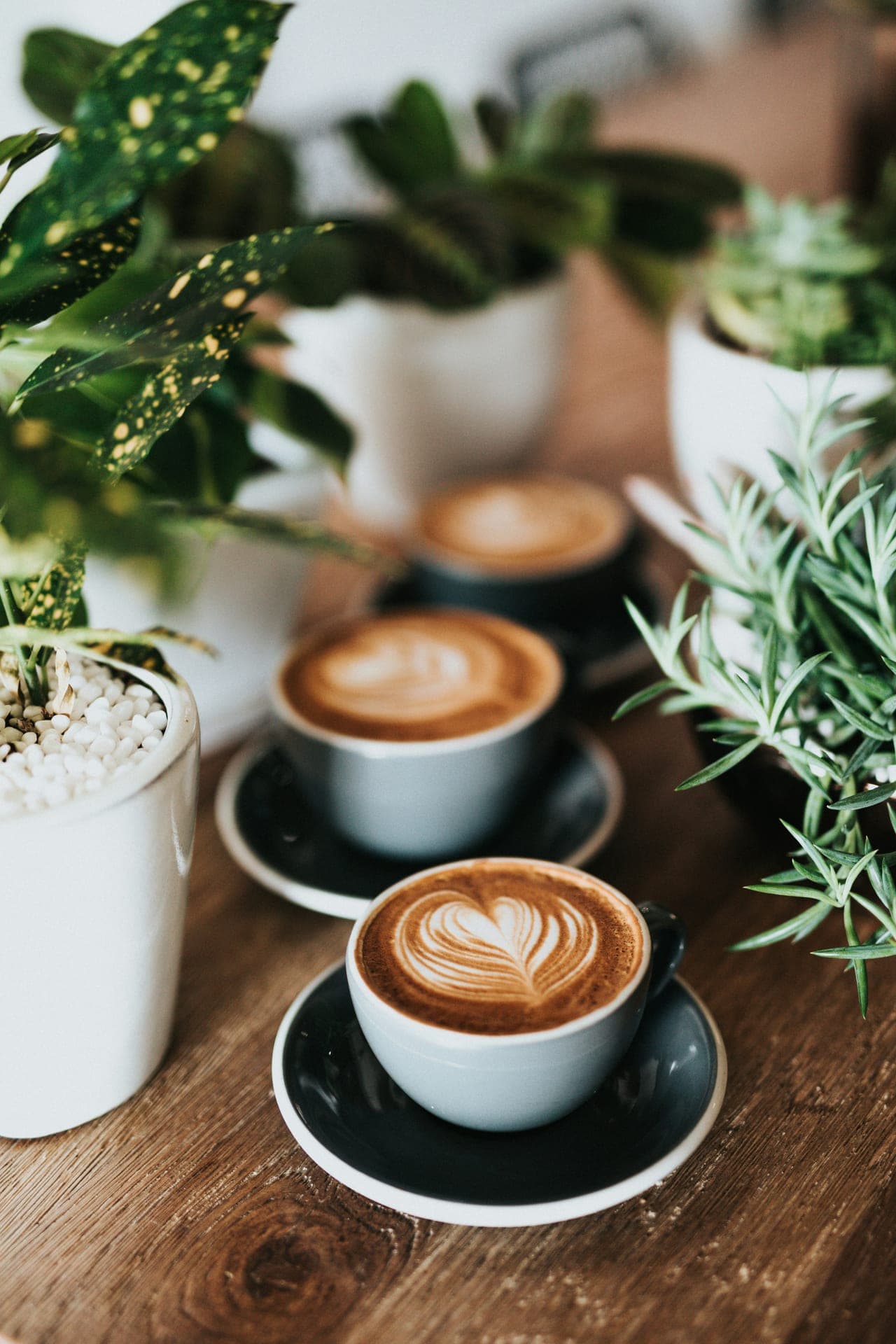 Three lattes on a wooden table among plants